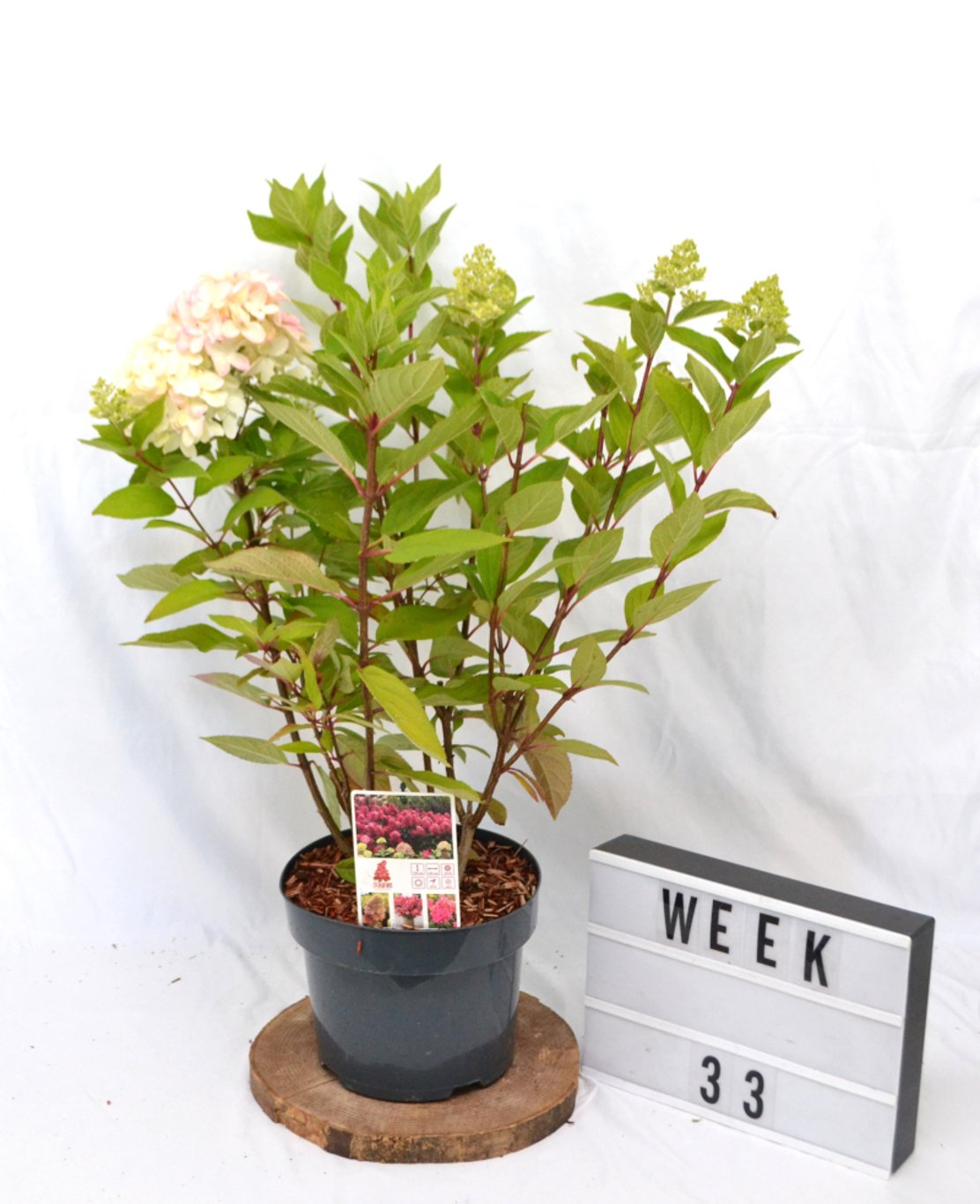 Hydrangea pan. 'Bonfire' - C5 40-50 CM